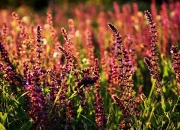 爱游戏在线-范弗利特绝杀之夜，湖人压哨险胜活塞，关键先生诞生记