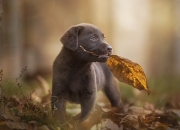 爱游戏娱乐-公牛打穿雷霆，克莱成为关键先生