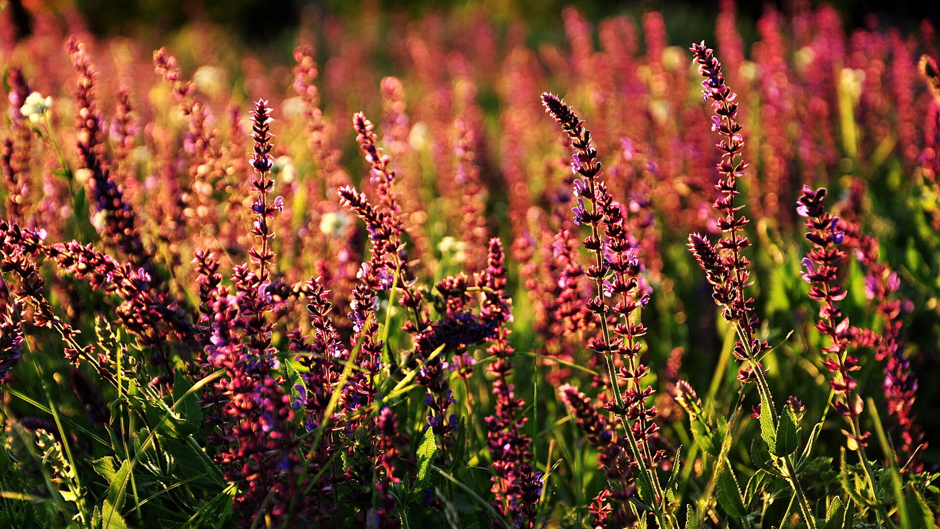 太阳收割篮网，浓眉在西决生死战接管比赛